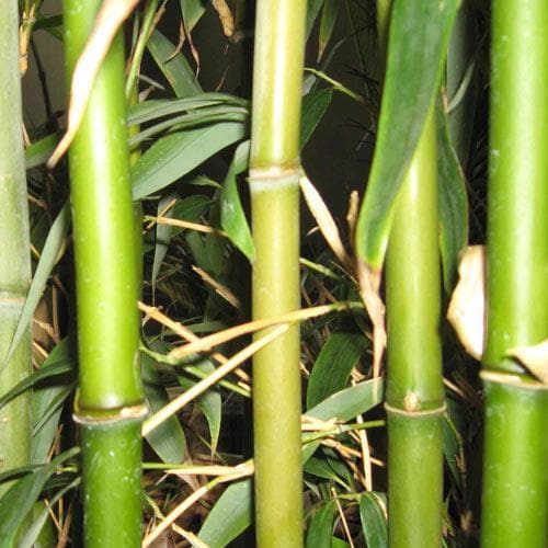  Semiarundinaria Fastuosa AGM