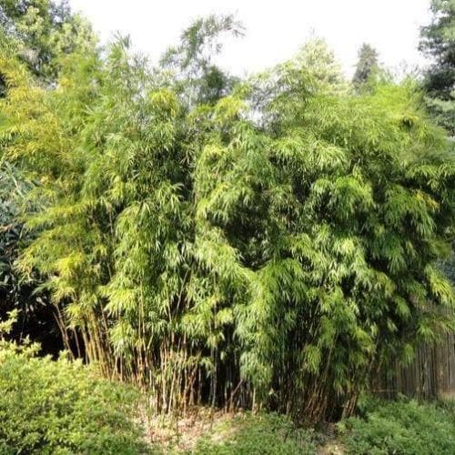  Semiarundinaria Fastuosa F. 'Viridis'