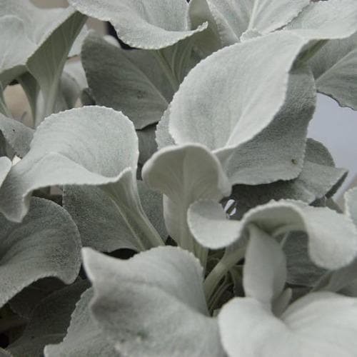  Senecio Candicans Angel Wings