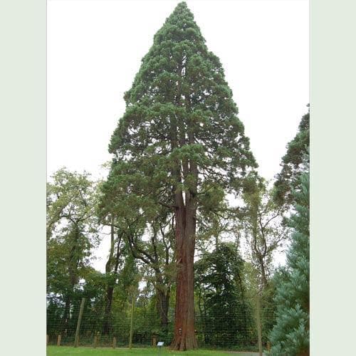  Sequoiadendron Giganteum - Giant Redwood