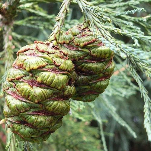  Sequoiadendron Giganteum - Giant Redwood