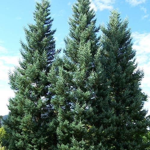  Sequoiadendron Giganteum Glaucum