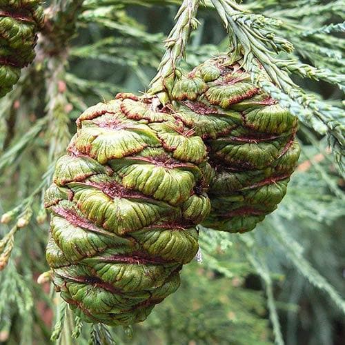  Sequoiadendron Giganteum Glaucum