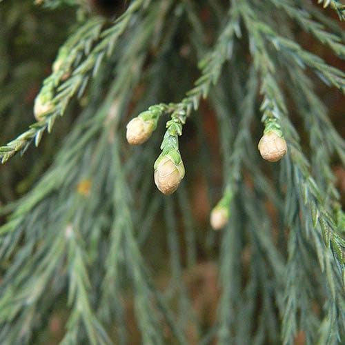  Sequoiadendron Giganteum Glaucum