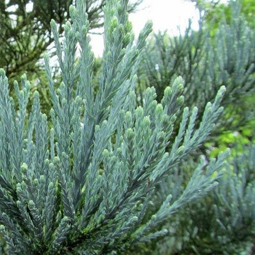 Sequoiadendron Giganteum Glaucum