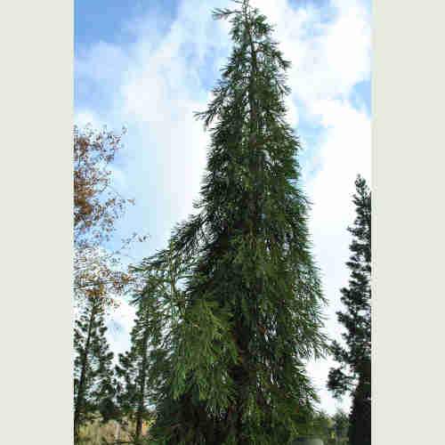  Sequoiadendron Giganteum Barabits’ Requiem