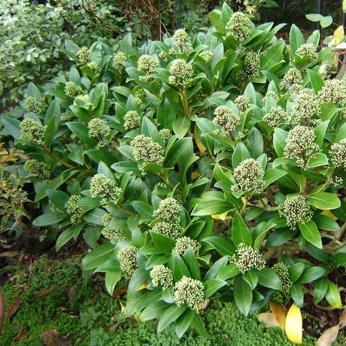  Skimmia X Confusa Kew Green - Male