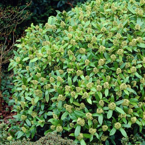  Skimmia X Confusa Kew Green - Male