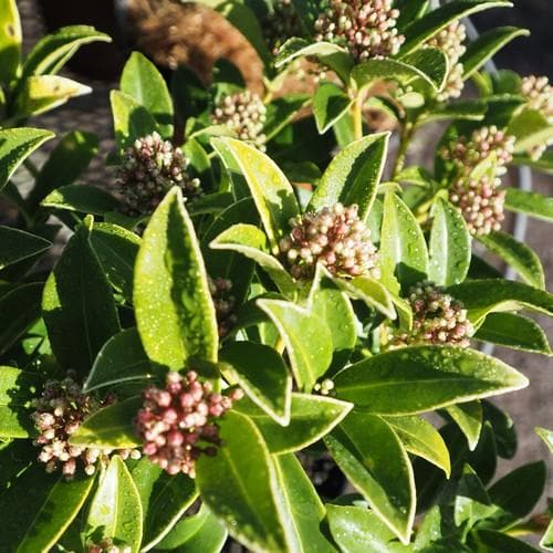  Skimmia Japonica Godrie's Dwarf - Male