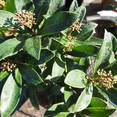  Skimmia Japonica Nymans - Female