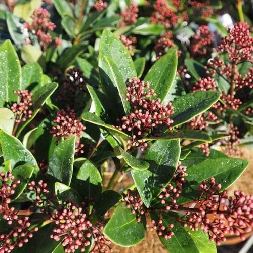  Skimmia Japonica Rubella - Male