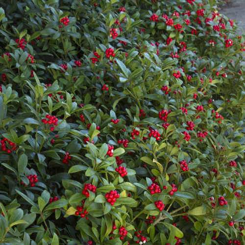  Skimmia Japonica Subsp. Reevesiana - Self Fertile