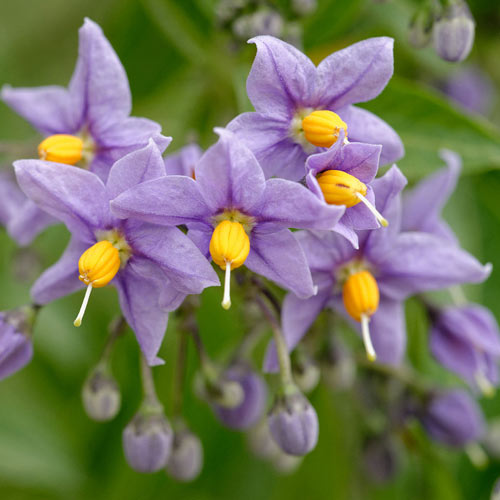  Solanum Crispum Glasnevin