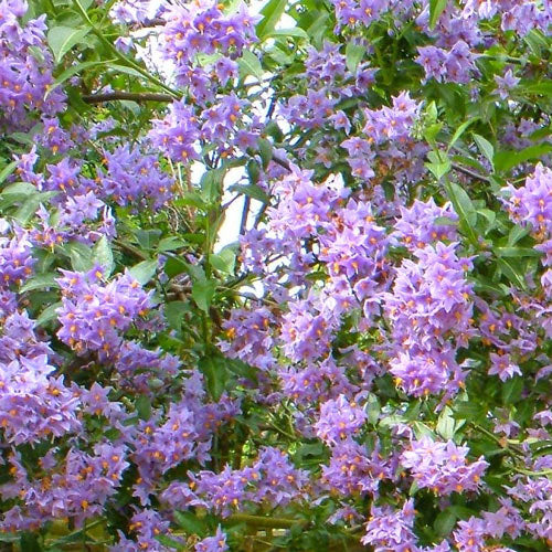  Solanum Crispum Glasnevin