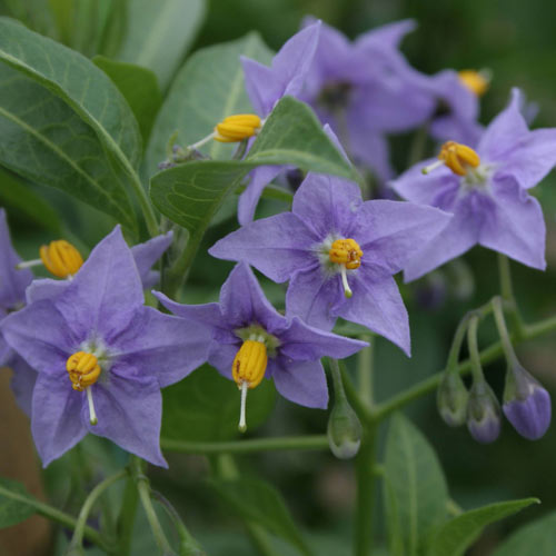  Solanum Crispum Glasnevin