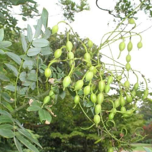 Sophora Japonica Princeton Upright