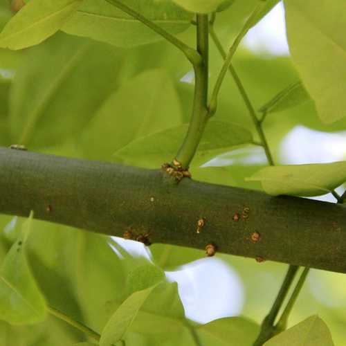  Sophora Japonica Princeton Upright