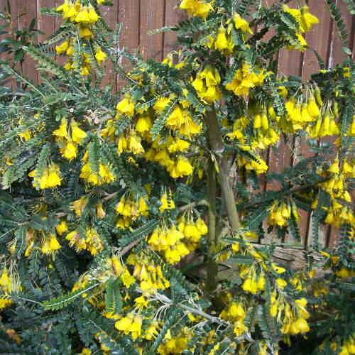  Sophora Microphylla Sunking