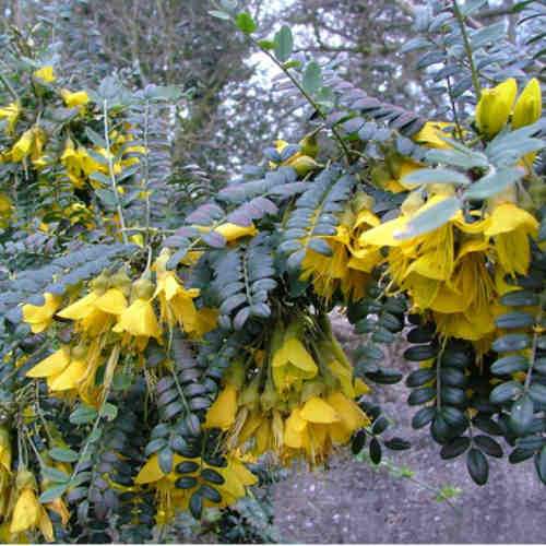  Sophora Microphylla Sunking