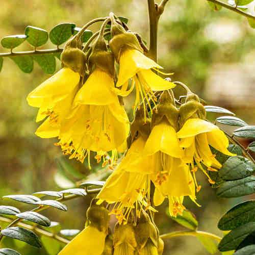  Sophora Microphylla Sunking