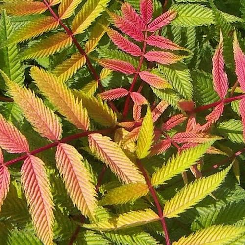  Sorbaria Sorbifolia Sem