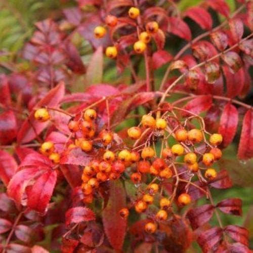  Sorbus Commixta
