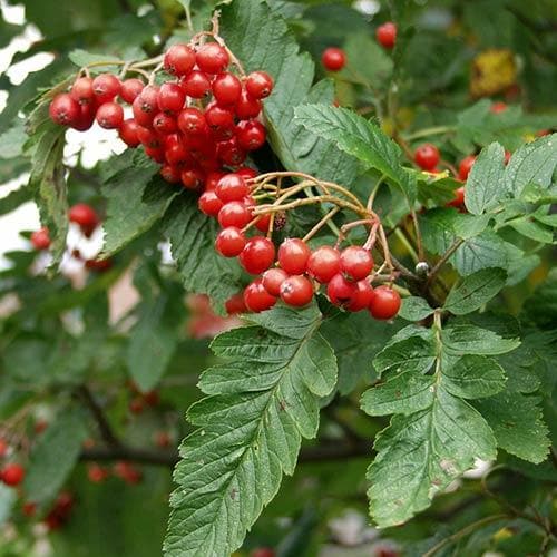  Sorbus X Thuringiaca Fastigiata
