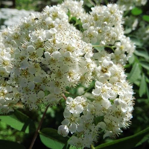  Sorbus X Thuringiaca Fastigiata