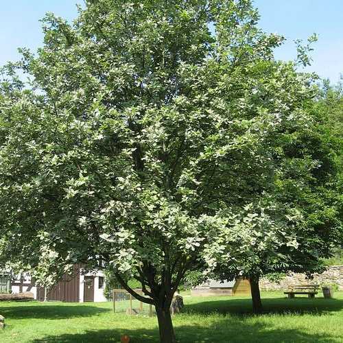  Sorbus Aria - Whitebeam