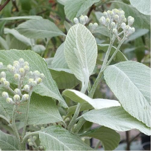  Sorbus Aria Lutescens - Whitebeam