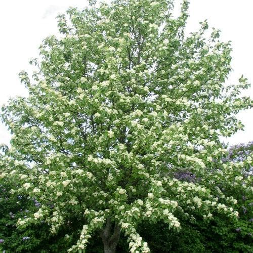  Sorbus Aria Lutescens - Whitebeam