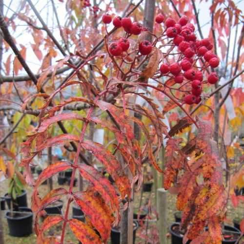  Sorbus Chinese Lace