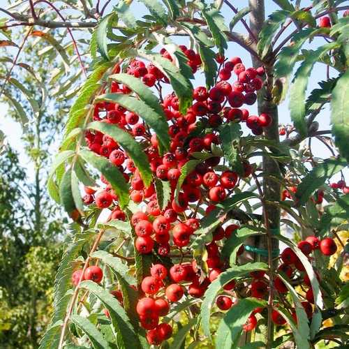 Sorbus Chinese Lace