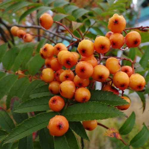  Sorbus Copper Kettle