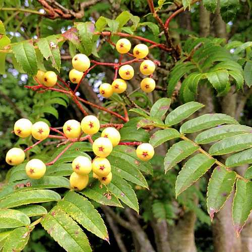  Sorbus Joseph Rock