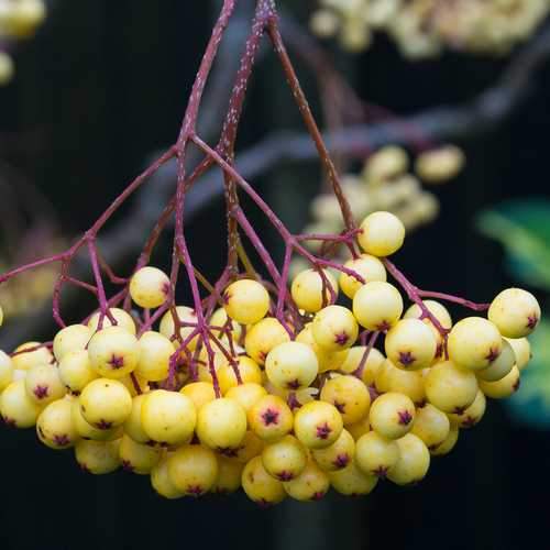  Sorbus Joseph Rock