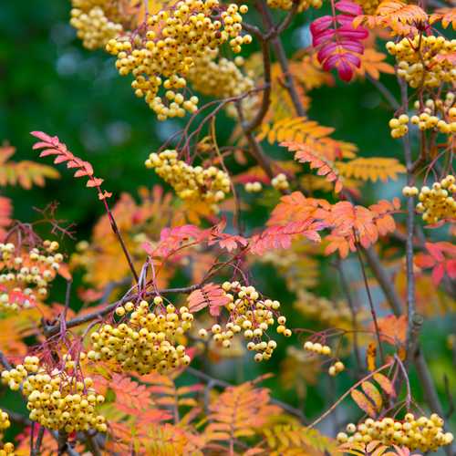 Sorbus Joseph Rock