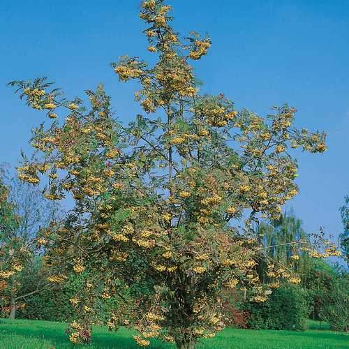  Sorbus Joseph Rock