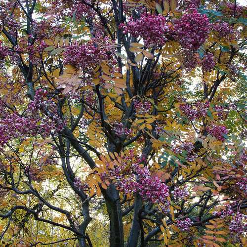  Sorbus Pseudohupehensis Pink Pagoda