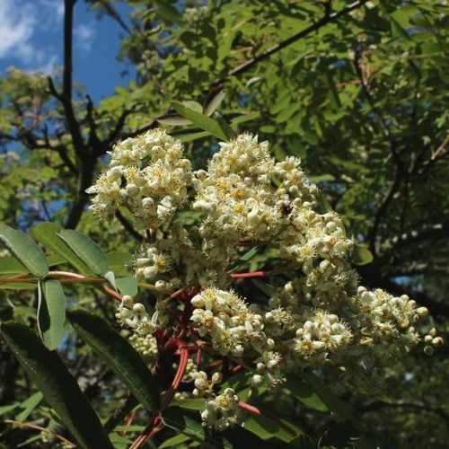  Sorbus Pseudohupehensis Pink Pagoda