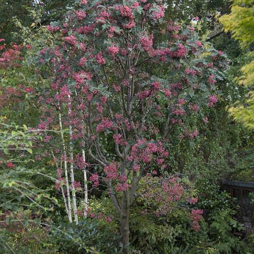  Sorbus Pseudohupehensis Pink Pagoda