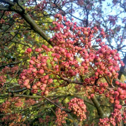  Sorbus Pseudohupehensis Pink Pagoda