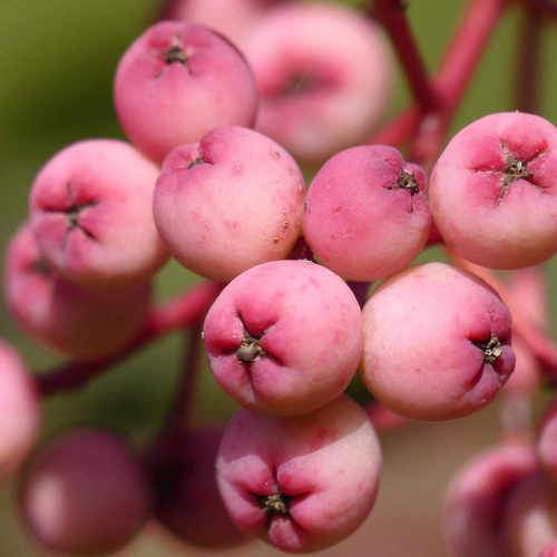  Sorbus Pseudohupehensis Pink Pagoda
