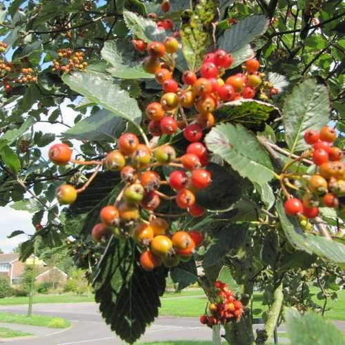  Sorbus Aria Lutescens - Whitebeam
