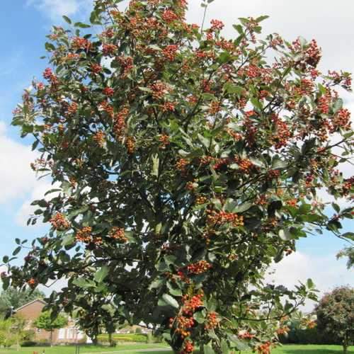  Sorbus Aria Lutescens - Whitebeam