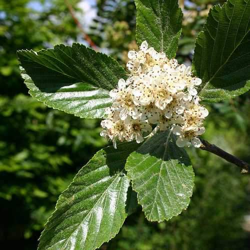  Sorbus Aria Majestica - Whitebeam