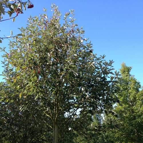  Sorbus Aria Majestica - Whitebeam