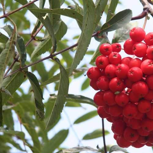  Sorbus Aria Majestica - Whitebeam