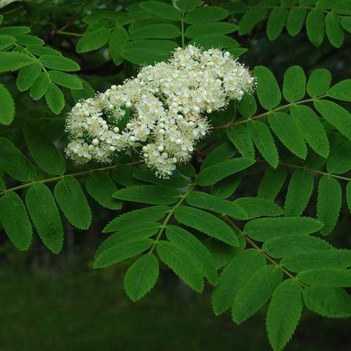 Sorbus Aucuparia Cardinal Royal