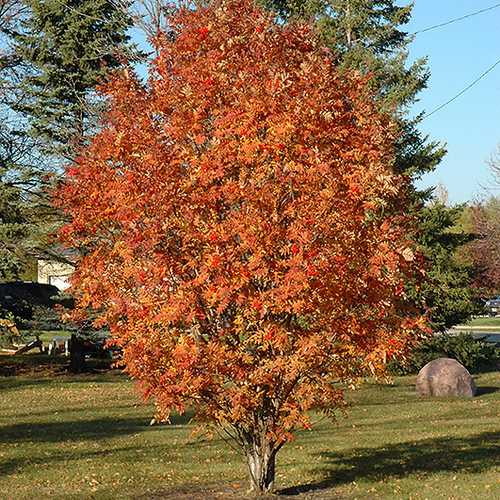  Sorbus Aucuparia Cardinal Royal